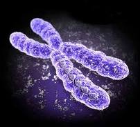 Chromosom 14-Syndrom Chromosom 14-Syndrom